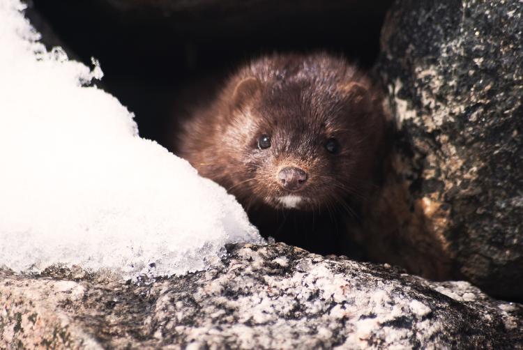 10 animales que trasmitieron enfermedades en las últimas décadas