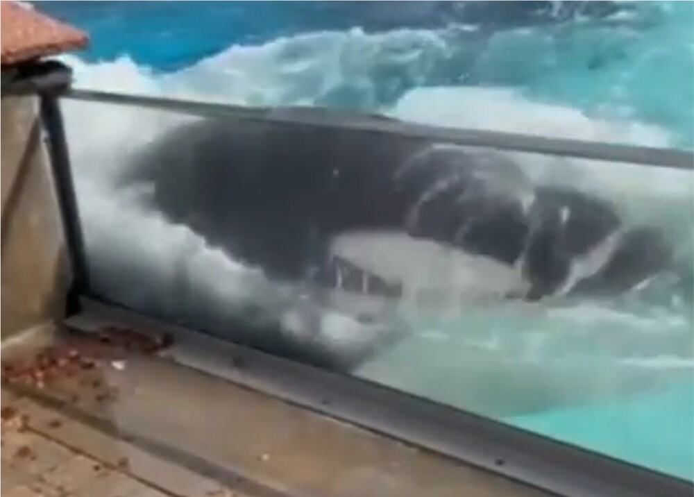 orca acuario orca acuario