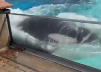 orca acuario