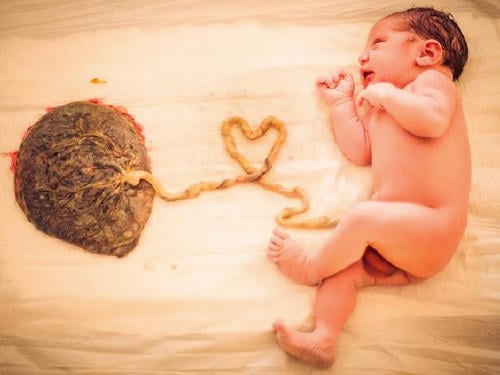 placenta capsuleren almere placenta capsuleren almere