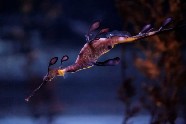 Por primera vez nacen crías de dragones de mar en Europa