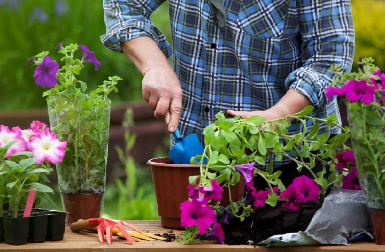 flores plantas jardineria