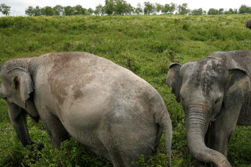 elefantes Imagen: Chatgpt