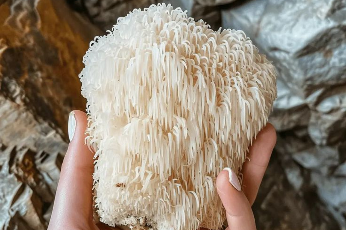 melena de leon Este hongo, llamado comúnmente “hongo melena de león”, podría ofrecer nuevos enfoques para tratar y prevenir enfermedades neurodegenerativas, además de mejorar el funcionamiento cognitivo. (Foto: Pinterest)