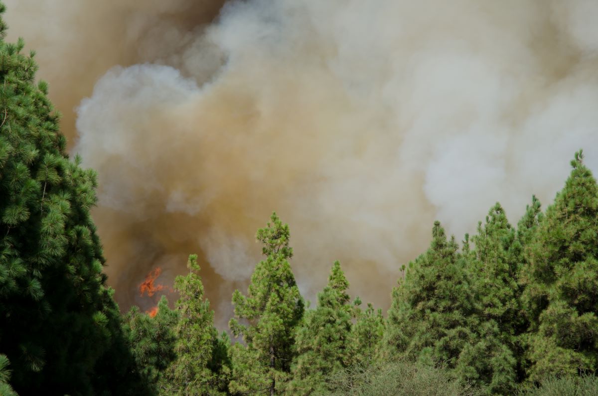 Incendio árboles