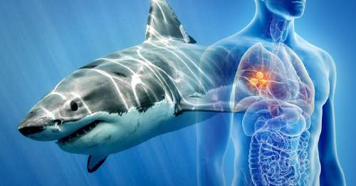 descubre tiburon blanco puede salvar vidas