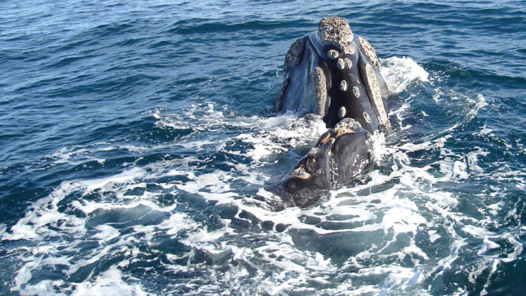 CCC_SouthernRightWhale1006_112 768x512 CCC_SouthernRightWhale1006_112 768x512