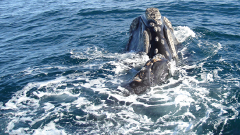 CCC_SouthernRightWhale1006_112 768x512