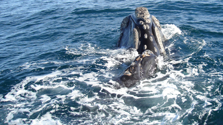 CCC_SouthernRightWhale1006_112 768x512