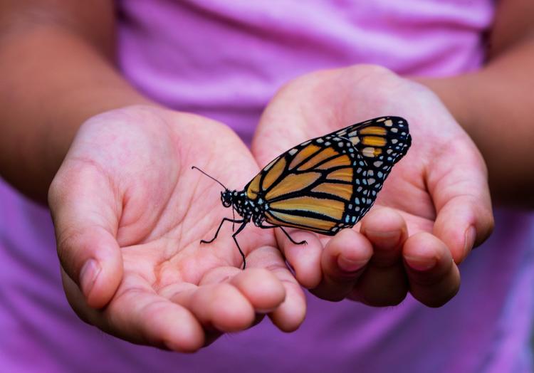 que significa que una mariposa se pose en ti