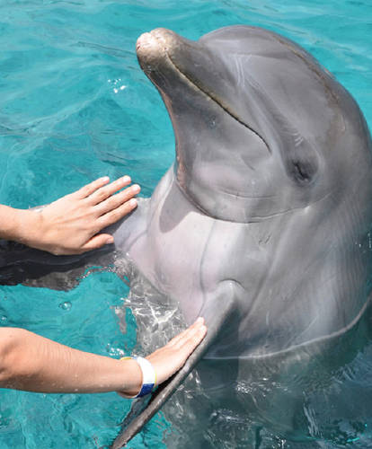 cuidar delfines