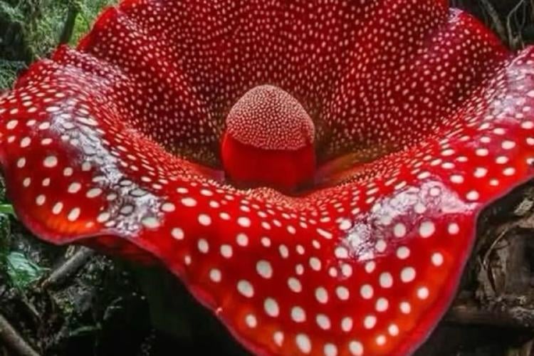 flor La historia parece salida de un documental: un grupo de investigadores esperó más de una década para presenciar el florecimiento de una de las plantas más enigmáticas del mundo. (Imagen: Pinterest)