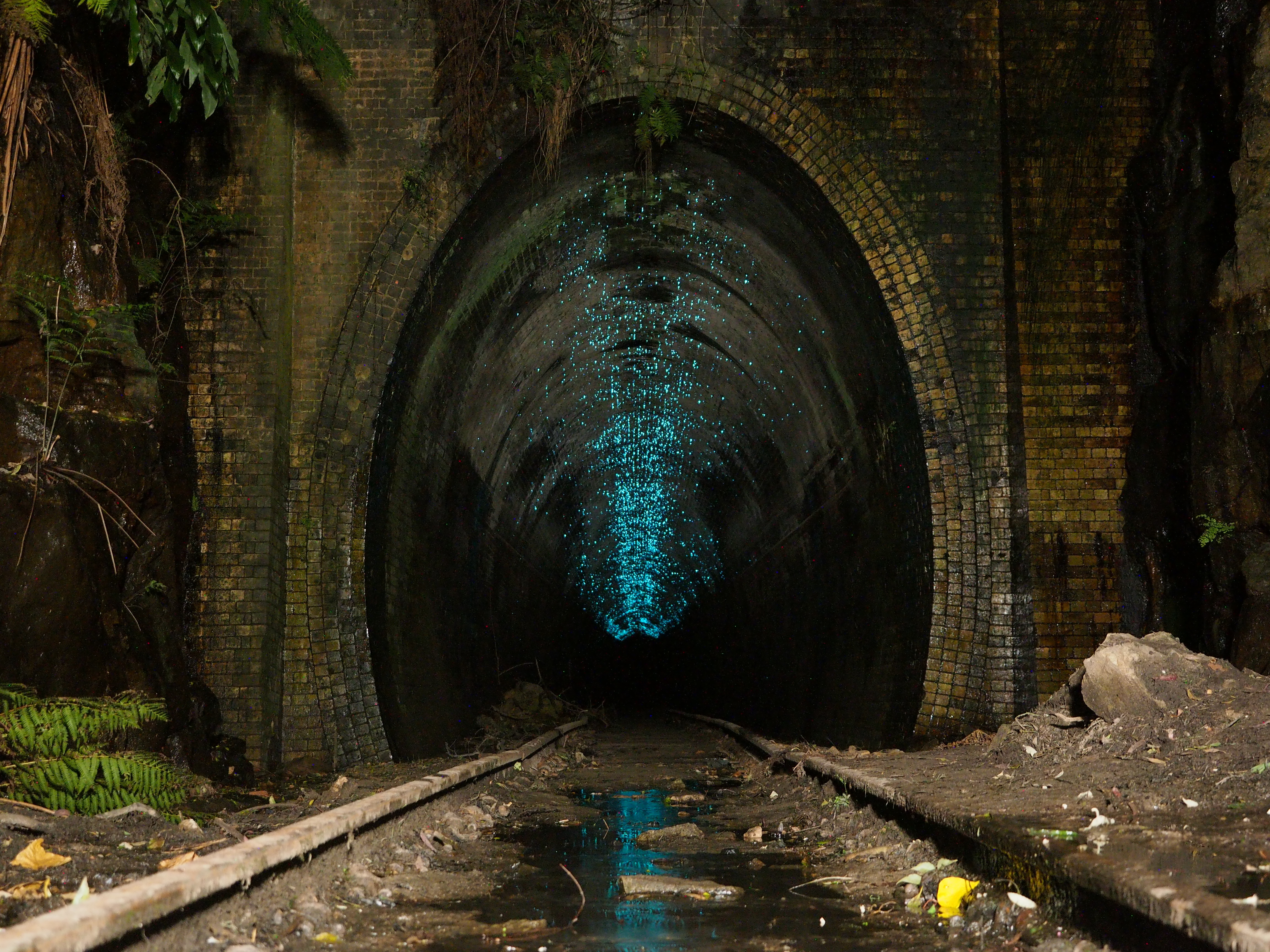 curiosidades  túnel de las luciérnagas