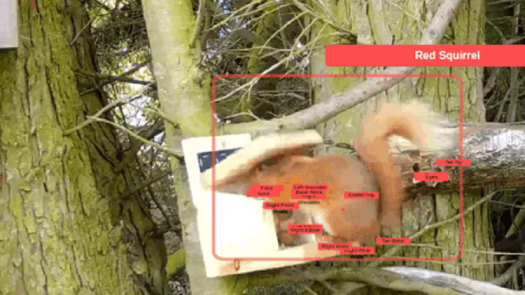 ardilla roja El algoritmo desarrollado identifica con un 97% de precisión diferencias morfológicas entre ambas especies (Genesys Engine/Emma McClenaghan)