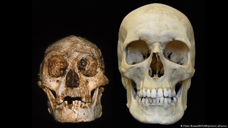 Homo floresiencsis Homo floresiencsis