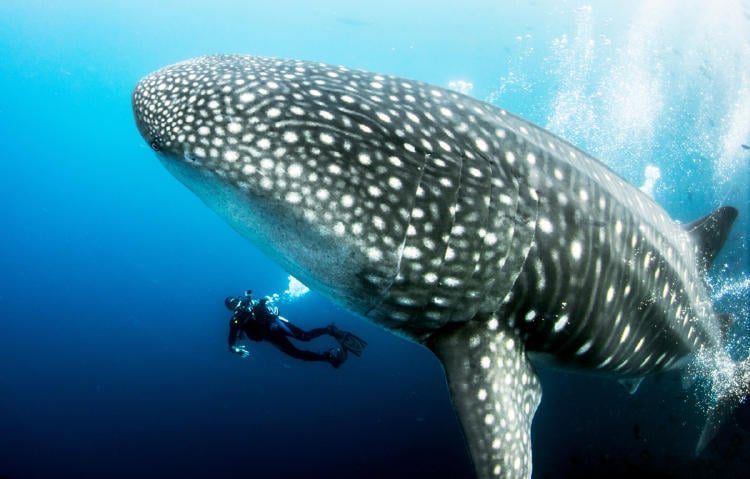 tiburón ballena AdobeStock_186713778