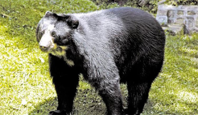 oso andino oso andino