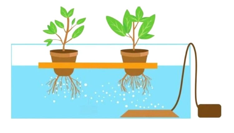 hidroponía hidroponía