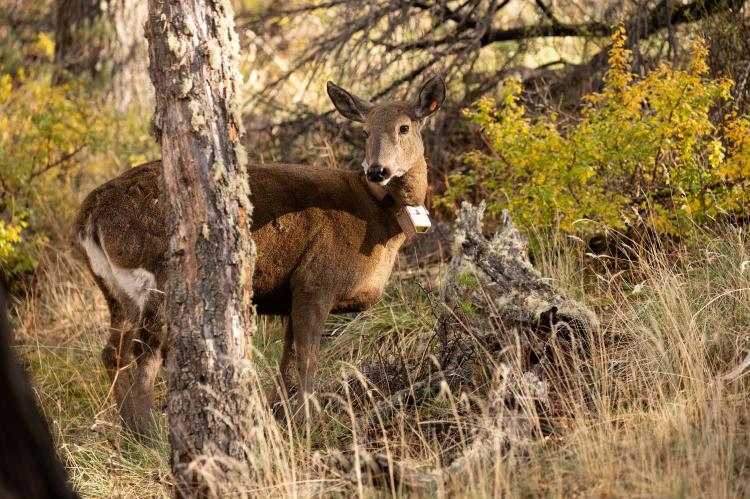Captura Huemul - Franco Bucci PPA_4053-min Captura Huemul - Franco Bucci PPA_4053-min