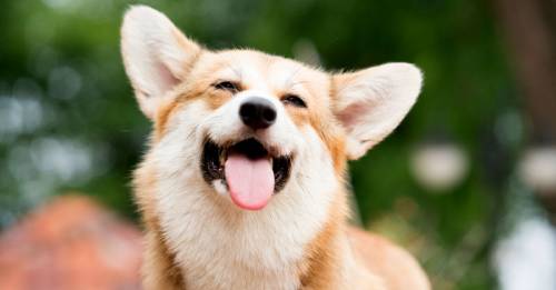 Así es como evoluciona la personalidad de tu perro con el paso de los años
