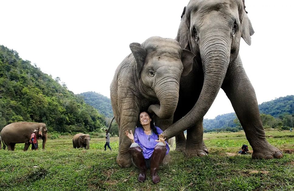 Lek Chailert elefantes Lek Chailert elefantes