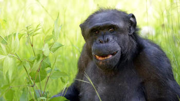 chimpancé tomy