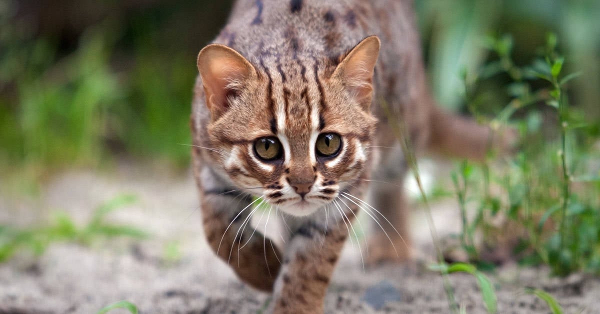Gato Herrumbrosos Conoce Al Gato Salvaje Mas Pequeno Del Mundo Bioguia