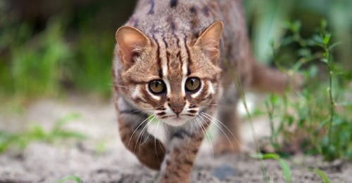 Gato Herrumbrosos Conoce Al Gato Salvaje Mas Pequeno Del Mundo Bioguia