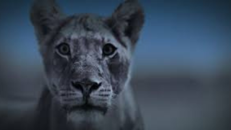 leon La serie recibió elogios por su capacidad para presentar la naturaleza de una manera inédita y fascinante.