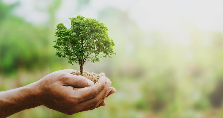 plantar un árbol