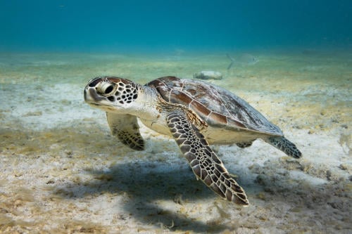 tortugas marinas tortugas marinas
