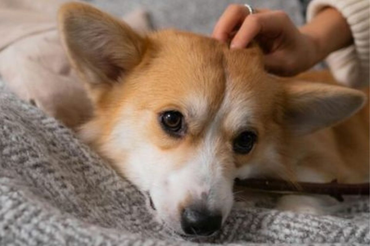 Los profesionales recomiendan una serie de estrategias para ayudar a reducir el estrés en perros y gatos y mejorar su bienestar emocional. (Imagen: IA)