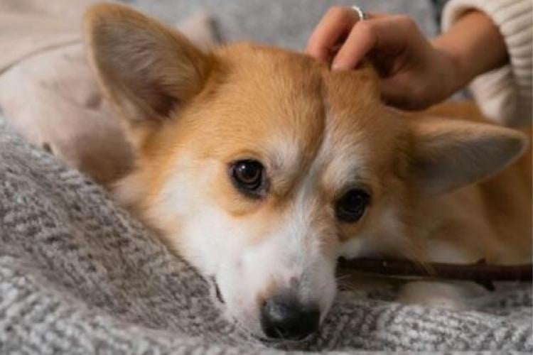 perro Los profesionales recomiendan una serie de estrategias para ayudar a reducir el estrés en perros y gatos y mejorar su bienestar emocional. (Imagen: IA)