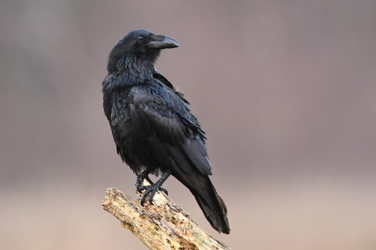 Que Son Los Animales Espirituales Y Como Saber Cual Me Corresponde Bioguia