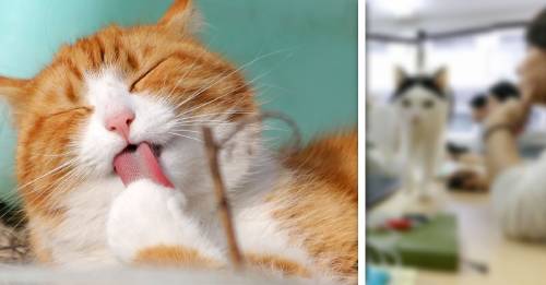 Una compañía japonesa adopta gatos abandonados para reducir el estrés laboral y amarás los resultados