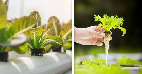 hidroponia sistema cultivo sin suelo agricultura ecológica ecoforestación