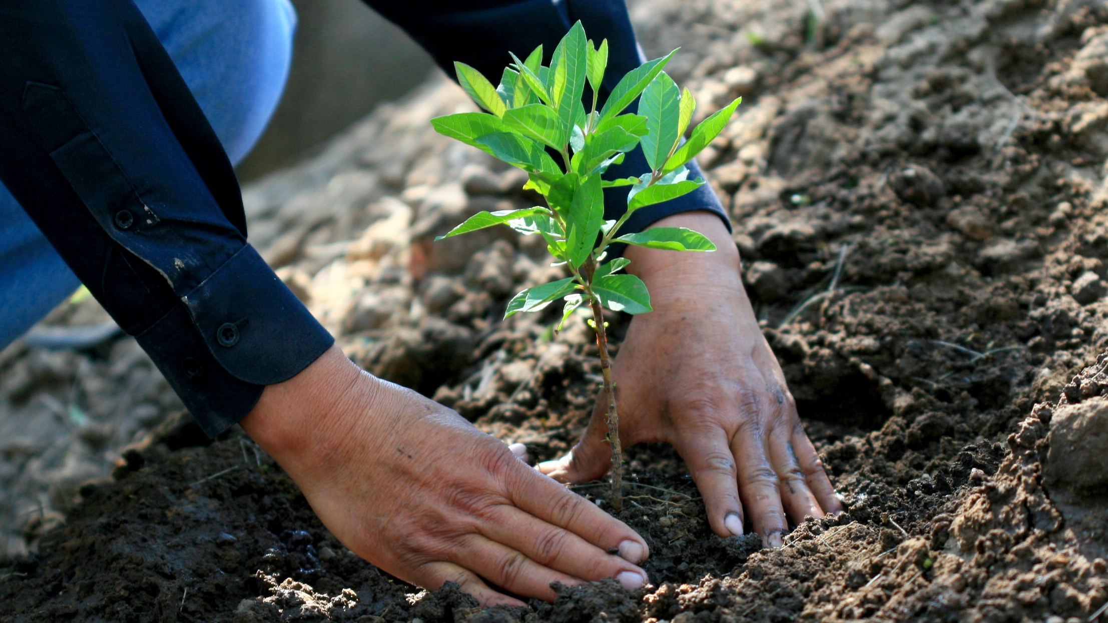 REFORESTACIÓN