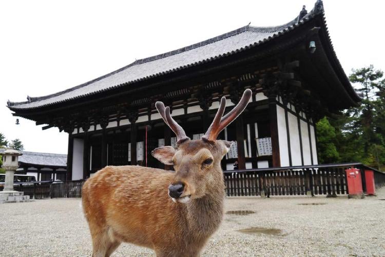 venado parque japon2