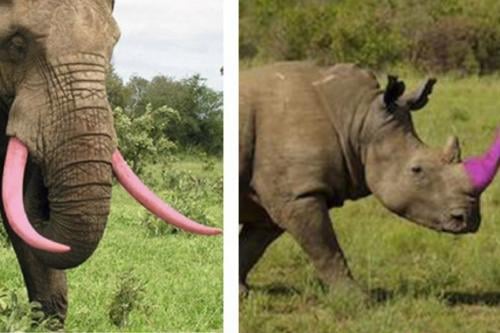 rinoceronte Imagen: goodfullness.com