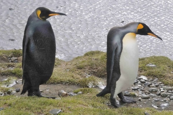 Melanistic-King-Penguin