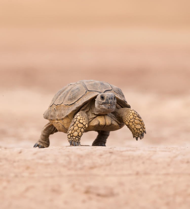 Tortuga terrestre Chelonoidis chilensis 