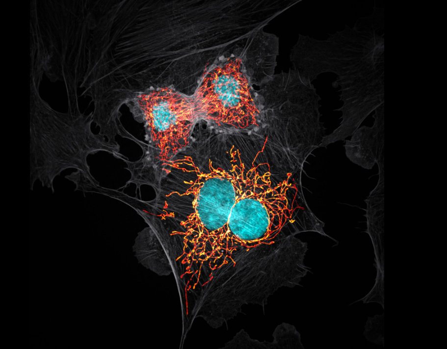 10 Jason M. Kirk Small World Photomicrography Competition 10 Jason M. Kirk Small World Photomicrography Competition