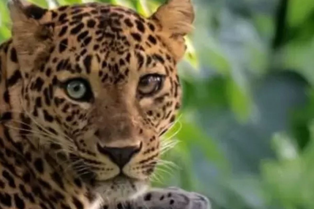 La belleza de este leopardo quedó plasmado en el lente de Dhruv Patil. @ dhruvpatil photography