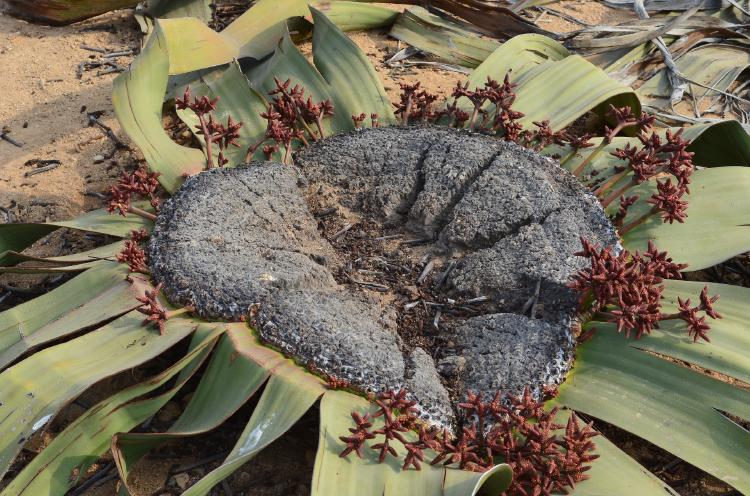 Welwitschia