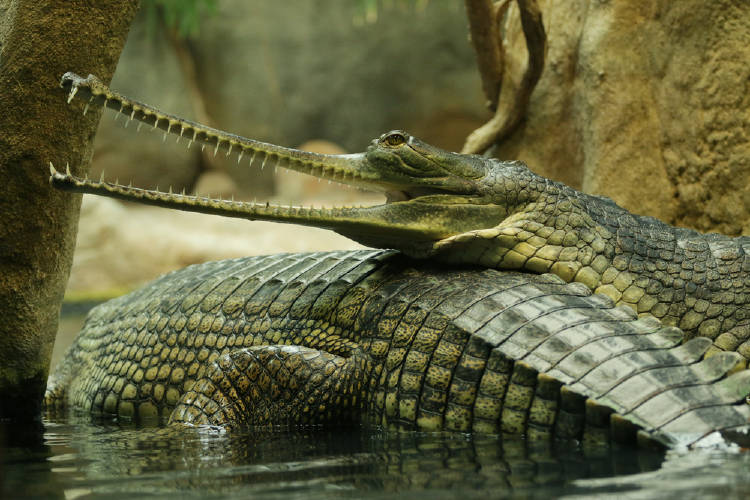 gavial indio gavial indio