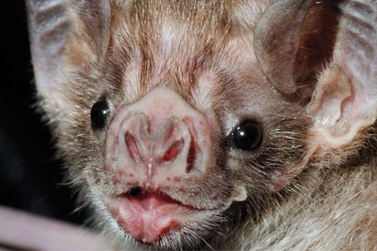 murcielago Un nuevo estudio sugiere que los murciélagos vampiro podrían vacunarse entre sí gracias a su hábito de acicalamiento. (Pinterest)