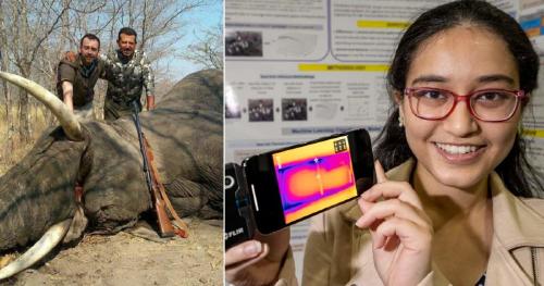 Creo software para rastrar la caza furtiva de elefantes Creo software para rastrar la caza furtiva de elefantes