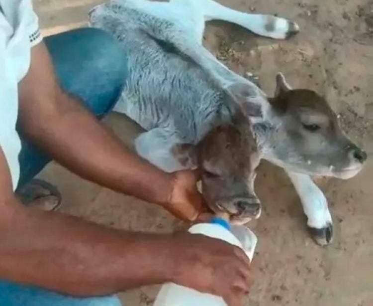 becerro dos cabezas3 becerro dos cabezas3