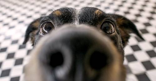 Es mejor que el nuestro pero... ¿Cómo funciona realmente el olfato de un perro?