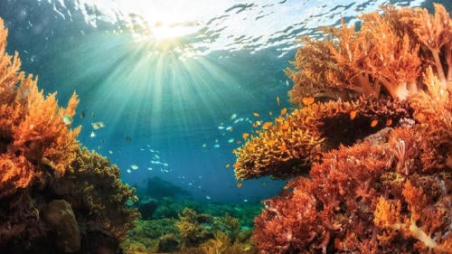 FONDO DEL MAR FONDO DEL MAR